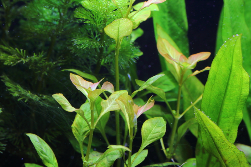 植栽から9日目